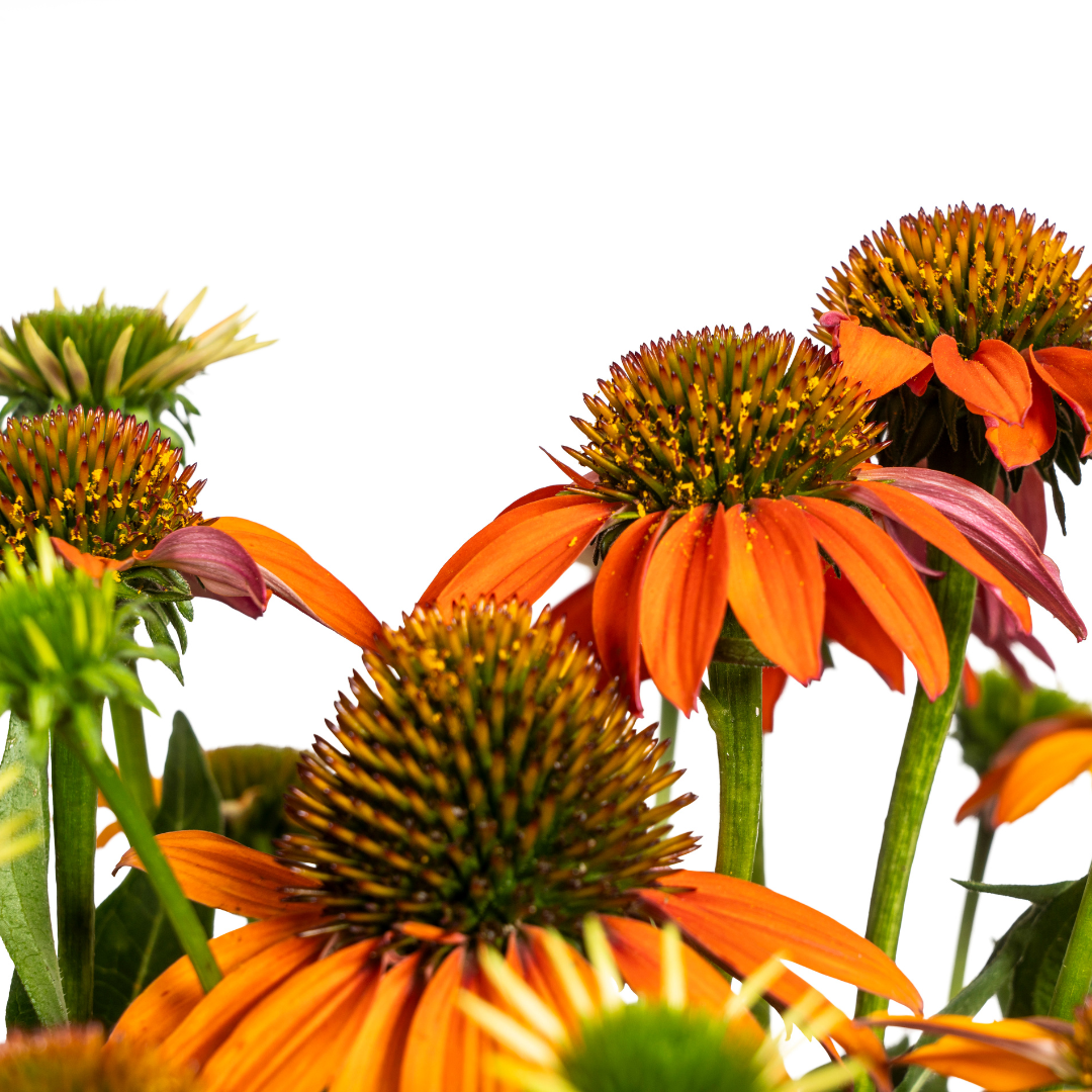 Echinacea purpurea Orange – Sonnenhut mit orangefarbenen Blüten – Ø 19 cm – Höhe 60–70 cm – Staudenpflanze – Für Beet & naturnahe Gärten – Sonniger Standort – Pflegeleicht 