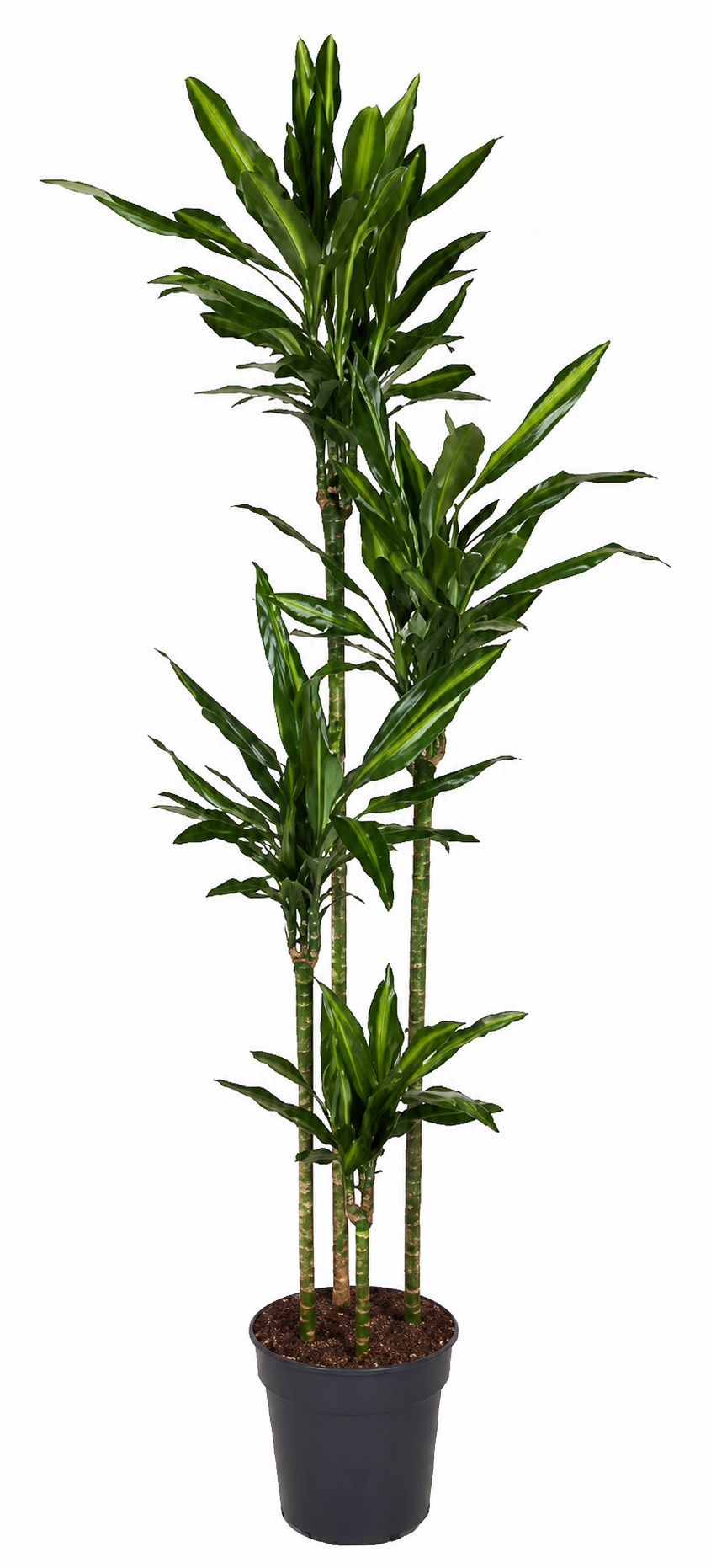 Drachenbaum 'Cintho' Zimmerpflanze