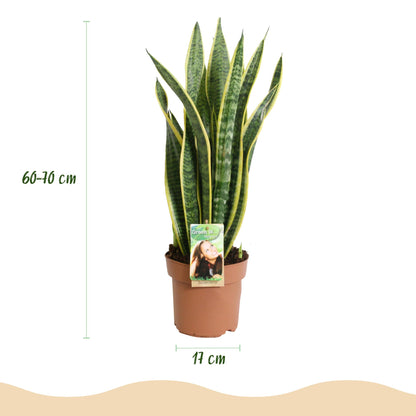Green boutiQ - Zimmerpflanzen - Sansevieria Laurentii - Schwiegermutterzunge - Wenig Pflege - Grün - Gelb - 1 Pflanze - Topf 17cm - Höhe 60-70cm 