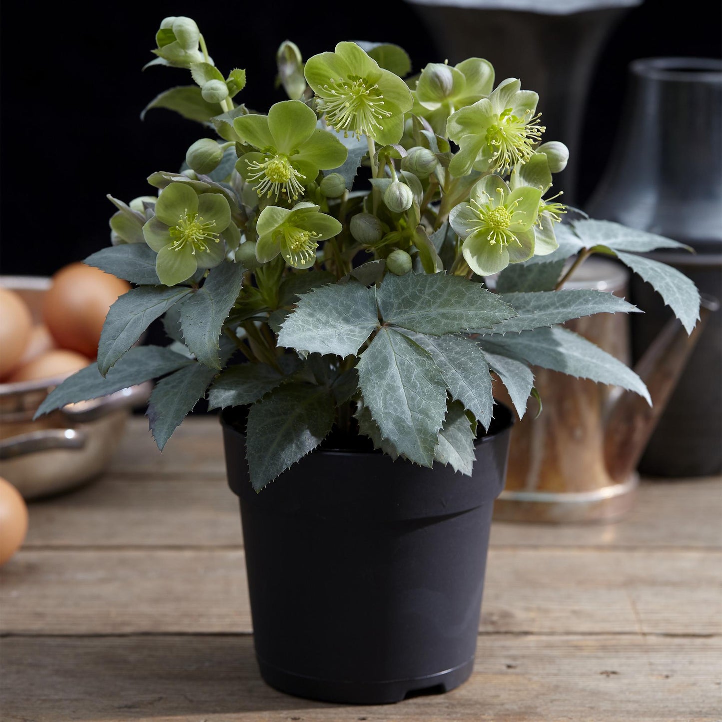 GreenboutiQ - Gartenpflanze - Lenten Rose Helleborus sternii Silver Dollar - Grüne Blume - 1 Pflanze - Immergrün - Topf 14cm Höhe 35cm 
