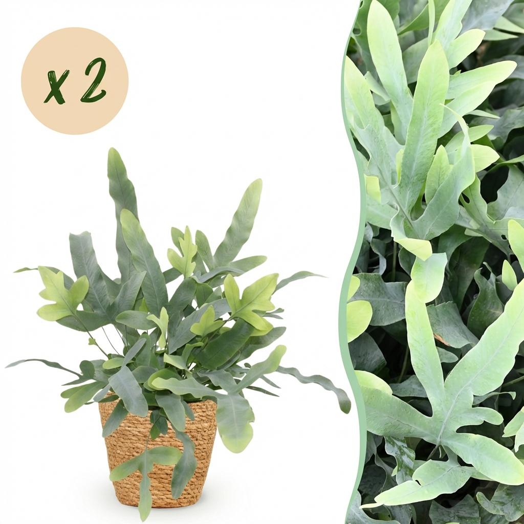 Green boutiQ - Zimmerpflanze - Phlebodium aureum Blue Star - Blaue Farn - Haustierfreundliche Pflanze - Blau - 2 Pflanzen - mit Korb - Topf 12cm - Höhe 25cm 