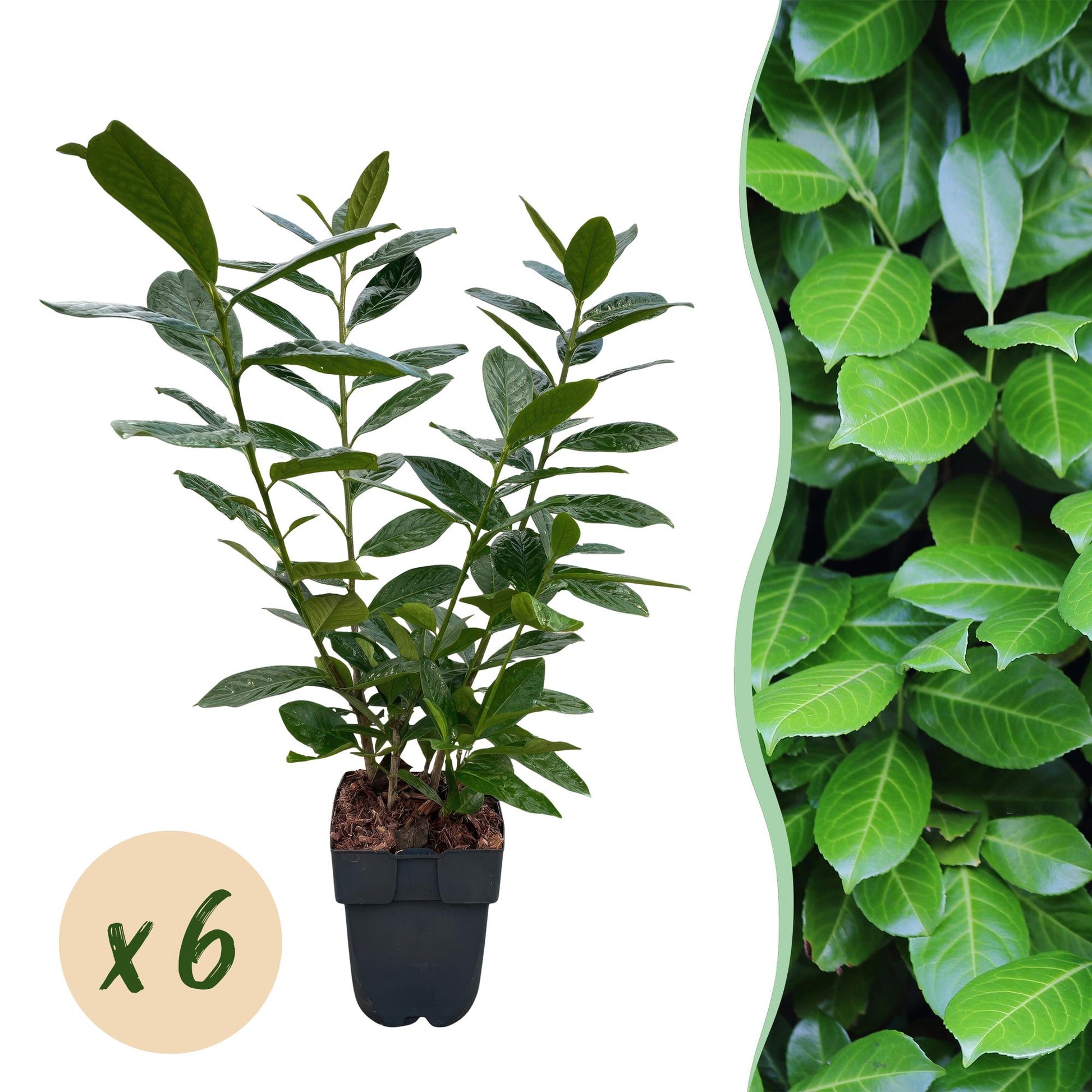 Kirschlorbeer Prunus laurocerasus Novita – Heckenpflanze – Blatt grün – 6 Pflanzen – 1  laufender Meter – Immergrün – 17 cm Höhe 50 cm – Winterhart & Pflegeleicht 