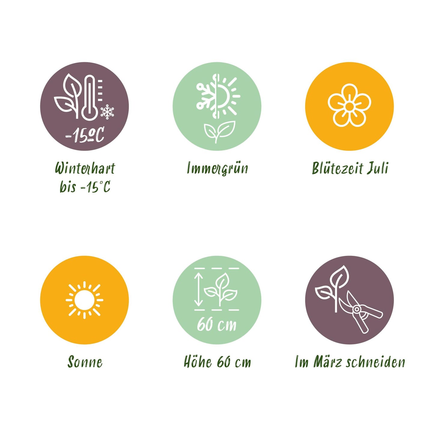 GreenboutiQ - Ziergräser - Uncinia rubra Everflame - Rot - 1 Pflanze - Immergrün - Winterhart - Topf 17cm Höhe 50cm 