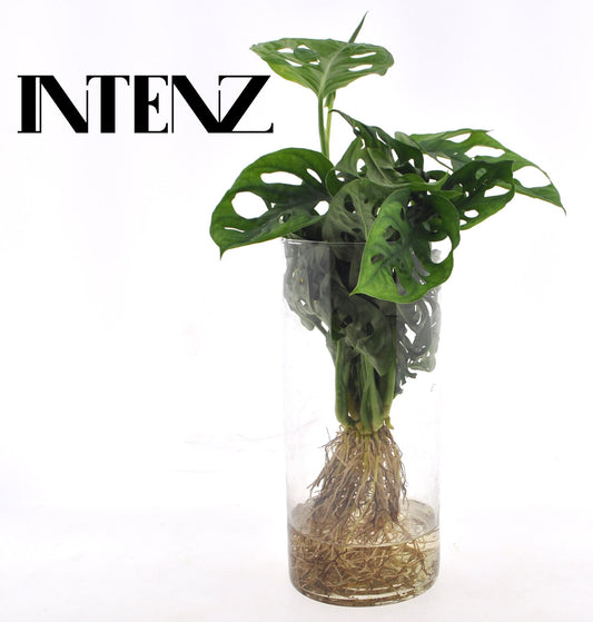 Fensterblatt - Monstera  in Cylinderglas - Zimmerpflanze - Ø12cm - ↕25cm