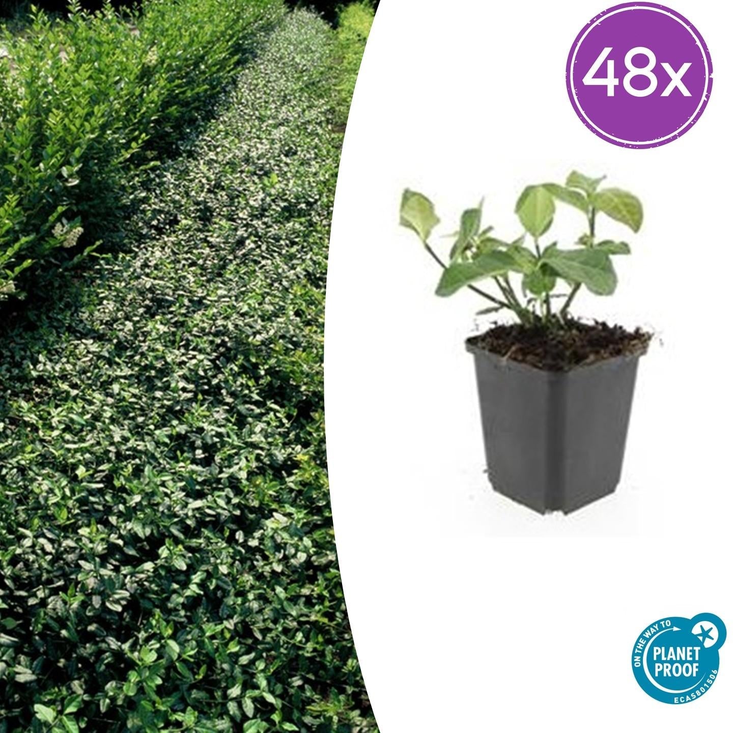 Euonymus fortunei 'Dart's Blanket' – Immergrüner Bodendecker – 48 Pflanzen – Ø9cm – ↕10–25cm – Buntlaubig & winterhart – Für Schatten & Beete 