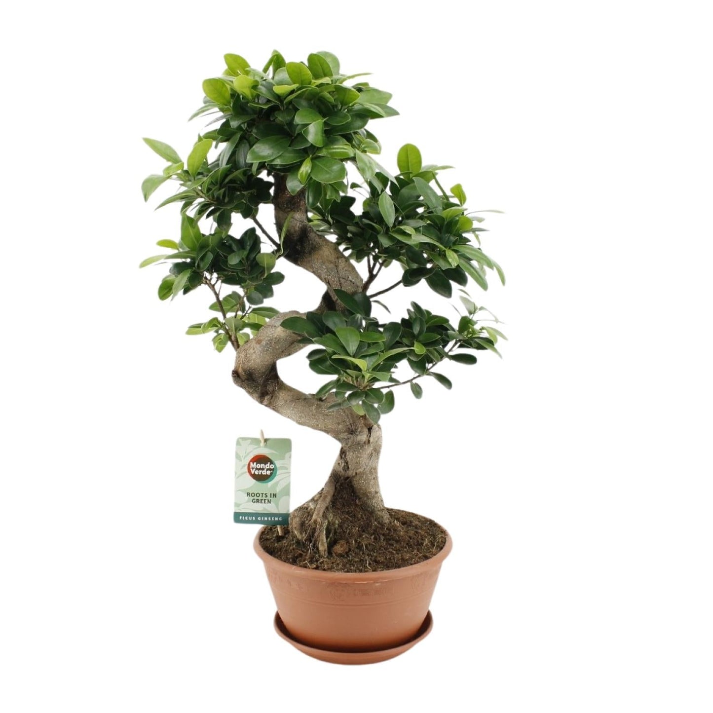Ficus Ginseng – Chinesische Feige – Zimmerpflanze – Ø22cm – ↕60cm – Pflegeleichter Bonsai-Ficus mit dekorativem Wurzelstamm – Für Wohnzimmer & Büro 
