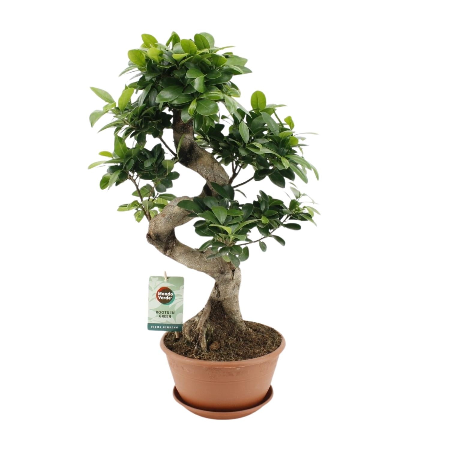 Ficus Ginseng – Chinesische Feige – Zimmerpflanze – Ø22cm – ↕60cm – Pflegeleichter Bonsai-Ficus mit dekorativem Wurzelstamm – Für Wohnzimmer & Büro 