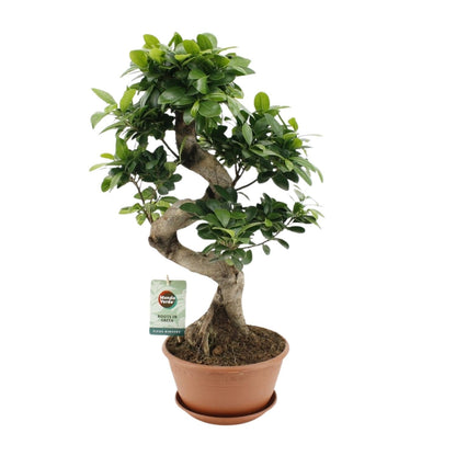 Ficus Ginseng – Chinesische Feige – Zimmerpflanze – Ø22cm – ↕60cm – Pflegeleichter Bonsai-Ficus mit dekorativem Wurzelstamm – Für Wohnzimmer & Büro 
