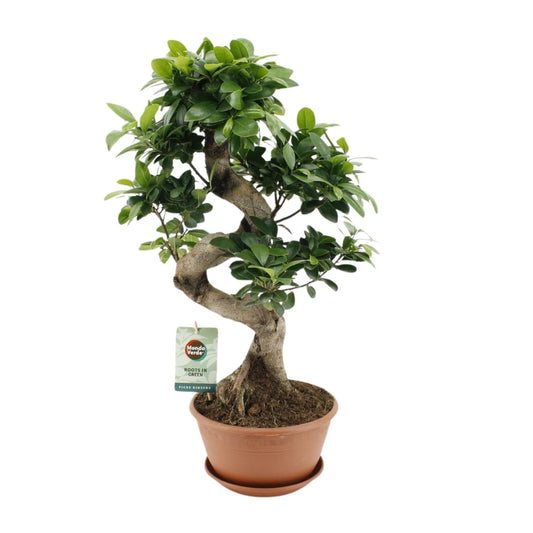 Ficus Ginseng – Chinesische Feige – Zimmerpflanze – Ø22cm – ↕60cm – Pflegeleichter Bonsai-Ficus mit dekorativem Wurzelstamm – Für Wohnzimmer & Büro 
