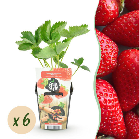 Erdbeere Fragaria Elvira winterhart 6 Pflanzen Höhe 30cm Ø9cm – Rote Erdbeere für Beet Balkon & Topf – Pflegeleichte Obstpflanze mit hohem Ertrag 