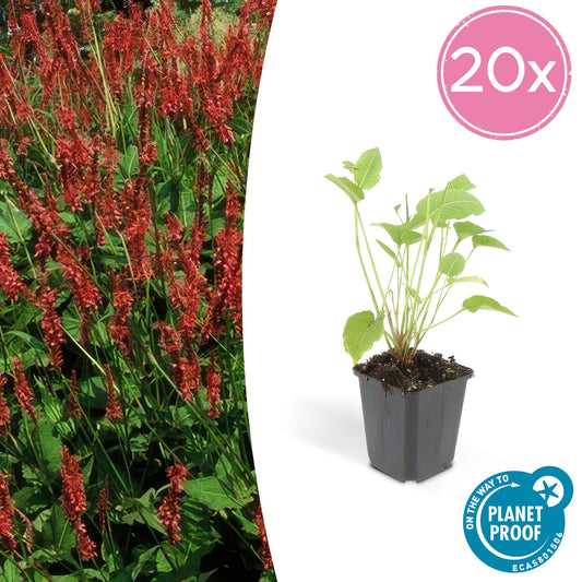 Kerzenknöterich Persicaria amplexicaulis – ↕10-25cm – Ø9cm – 20 Pflanzen – Rote Blüten – Robust & Pflegeleicht – Sonnig bis Halbschattig