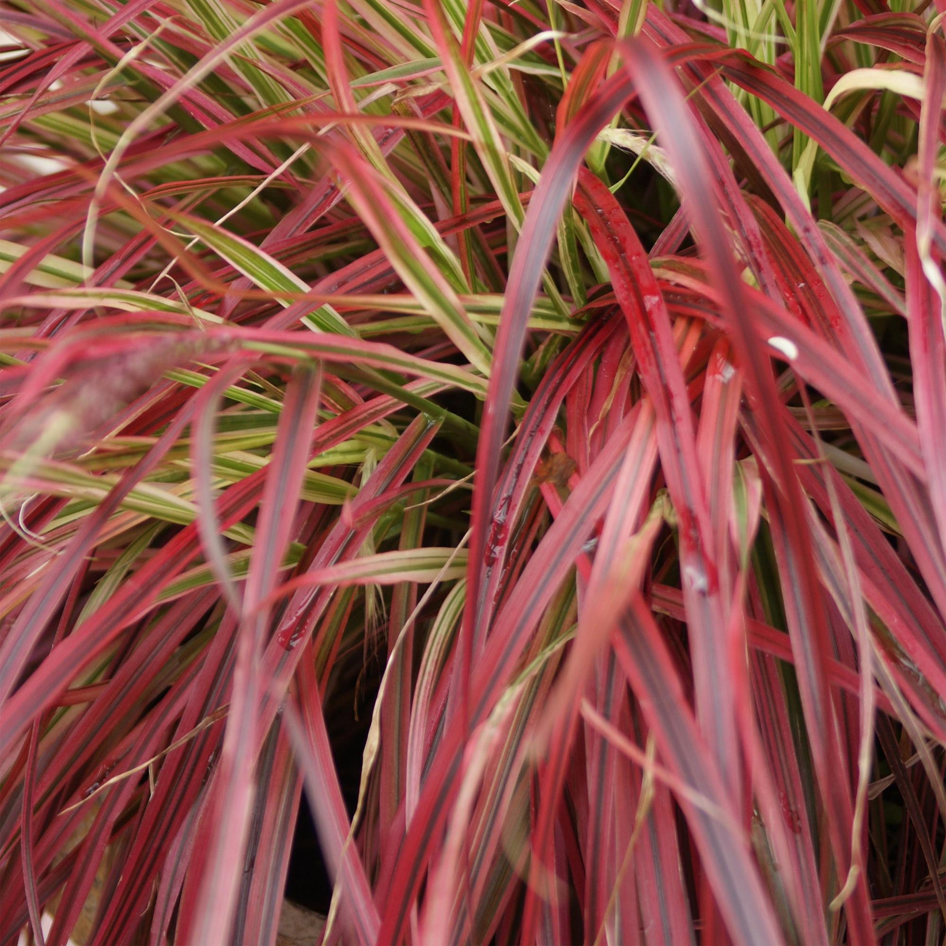 Mahagonigras – Uncinia rubra 'Everflame' – Rotes Ziergras – Immergrün – Pflegeleicht – Für Beete & Töpfe – 2 Pflanzen Ø17 cm – Höhe ca. 50 cm 