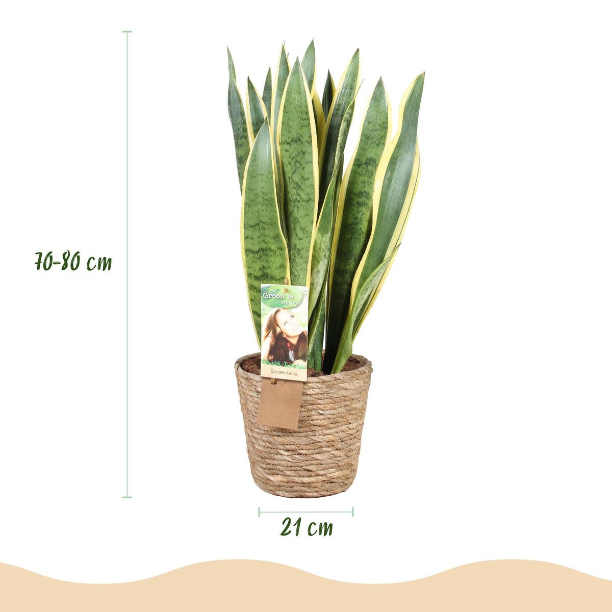 Green boutiQ - Zimmerpflanzen - Sansevieria Laurentii- Schwiegermutterzunge - Pflegeleicht - mit Korb - Grün - Gelb - 1 Pflanze - Topf 21cm - Höhe 70-80cm 