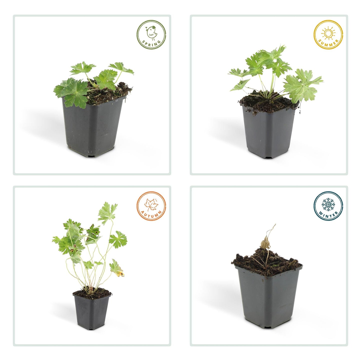 Geranium Rozanne – Blühender Bodendecker – 24 Pflanzen – ↕10–25cm – Ø9cm – Langanhaltende Blüte von Mai bis Herbst – Pflegeleicht & winterhart – Für Beete, Rabatten & Kübel 