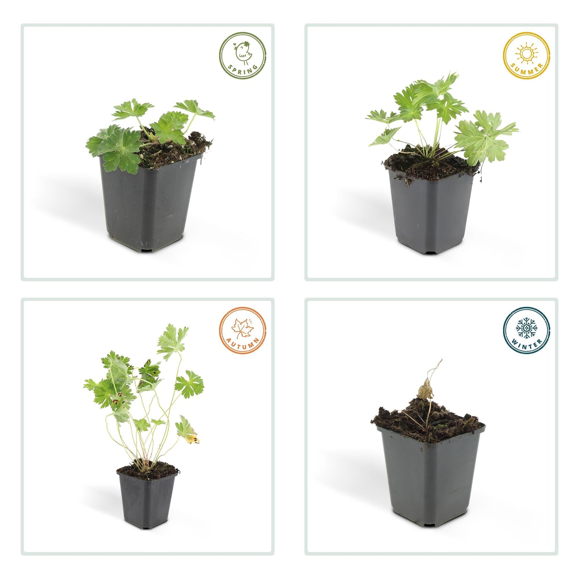 Geranium Rozanne – Blühender Bodendecker – 24 Pflanzen – ↕10–25cm – Ø9cm – Langanhaltende Blüte von Mai bis Herbst – Pflegeleicht & winterhart – Für Beete, Rabatten & Kübel 