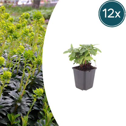 Euphorbia amygdaloides Robbiae – 12 Pflanzen Ø9cm – Höhe10-25cm – Immergrüner Bodendecker für Schatten & Halbschatten – Gelbgrüne Frühjahrsblüte – Winterhart pflegeleicht