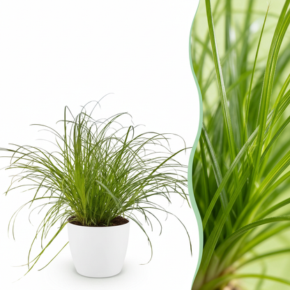 Green boutiQ - Zimmerpflanze - Cyperus alternifolius Zumula - Katzenpflanze - Haustierfreundliche Pflanze - Grün - 1 Pflanze - mit Potter Weiß - Topf 12cm - Höhe 20cm 