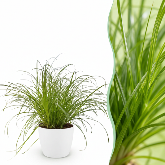 Green boutiQ - Zimmerpflanze - Cyperus alternifolius Zumula - Katzenpflanze - Haustierfreundliche Pflanze - Grün - 1 Pflanze - mit Potter Weiß - Topf 12cm - Höhe 20cm 