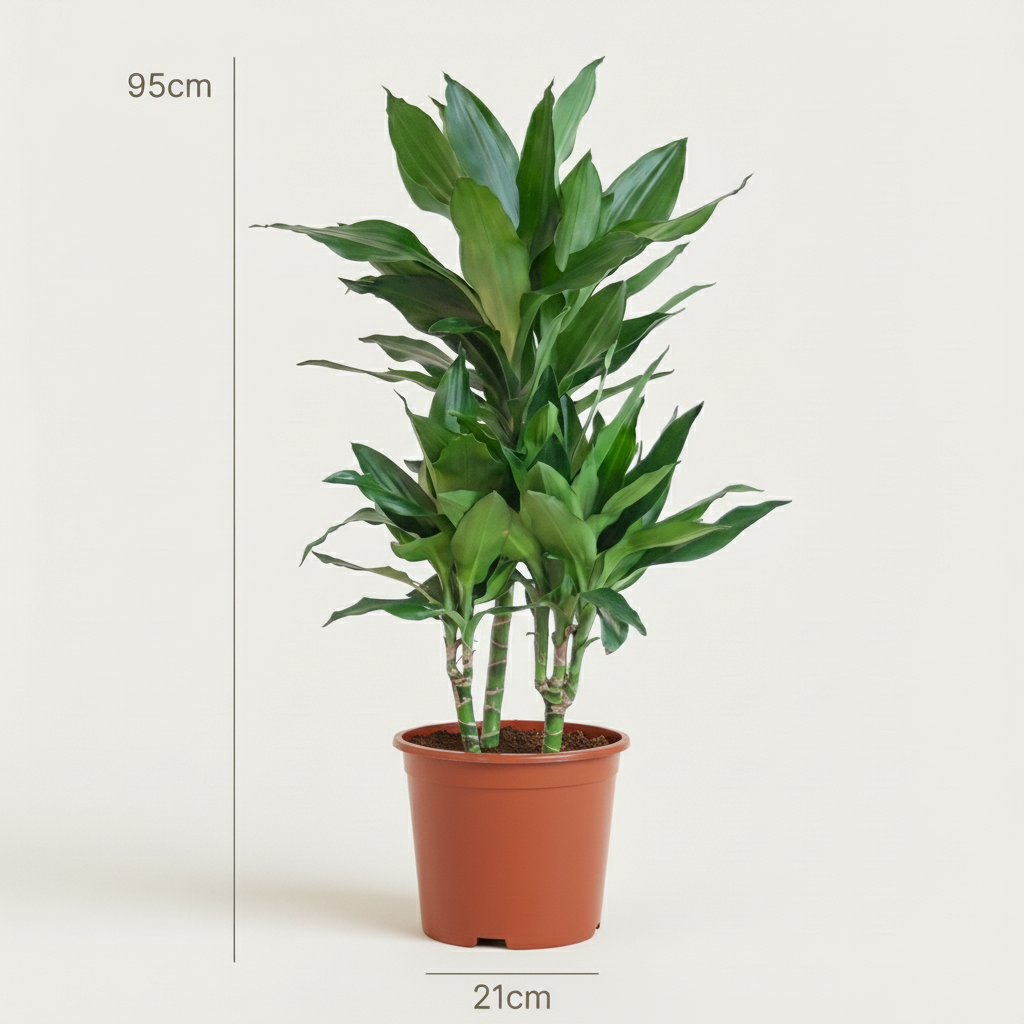 Green boutiQ - Plante d'intérieur - Dragonnier Janet Craig - Dracaena Janet Craig - Vert - Entretien facile - 1 Plante - Pot 21cm - Hauteur 90 - 100cm 