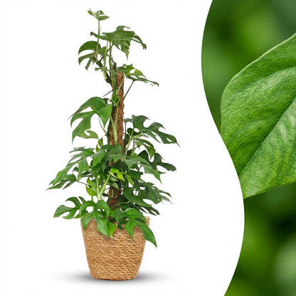 Monstera Minima am Moosstab 90cm – Mini Fensterblatt Zimmerpflanze im Korb Ø19cm – Rhaphidophora tetrasperma mit geschlitzten Blättern – pflegeleicht für Wohnung & Büro 
