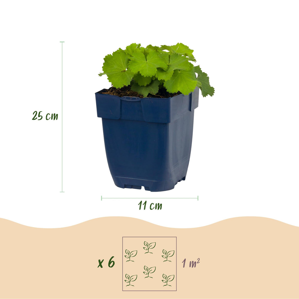 Frauenmantel – Alchemilla mollis – 6 Pflanzen – Topf Ø11cm – Bienenfreundliche Staude für Garten & Balkon