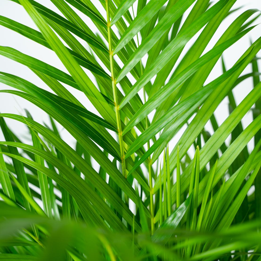 Goldfruchtpalme Areca – Zimmerpflanze Ø21cm – 110cm hoch – Luftreinigende tropische Palme für gesundes Raumklima – frisch aus der Baumschule 