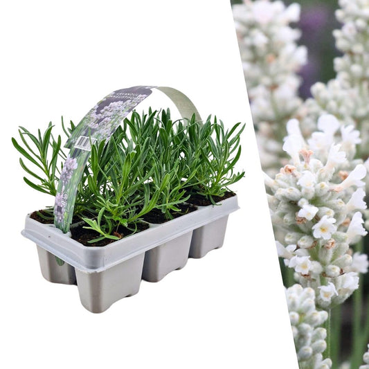Echter Lavendel angustifolia White – 6 Pflanzen – Ø7cm - ca. 15cm hoch – Mehrjähriger, weiß blühender Lavendel – Duftend, winterhart & pflegeleicht 