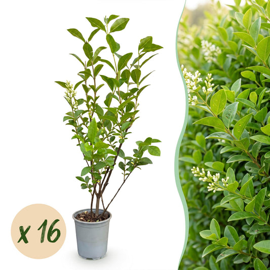 Gewöhnlicher Liguster – Ligustrum ovalifolium – 16 Heckenpflanzen – Topf Ø9cm – Höhe 35-45cm – Winterhart & immergrün
