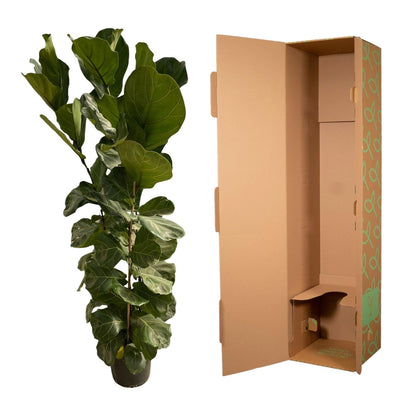 Ficus lyrata – Geigenfeige – Zimmerpflanze – Ø30cm – Höhe ca. 180cm – Großblättrige Grünpflanze mit aufrechtem Wuchs – Für Wohnzimmer & Büro 