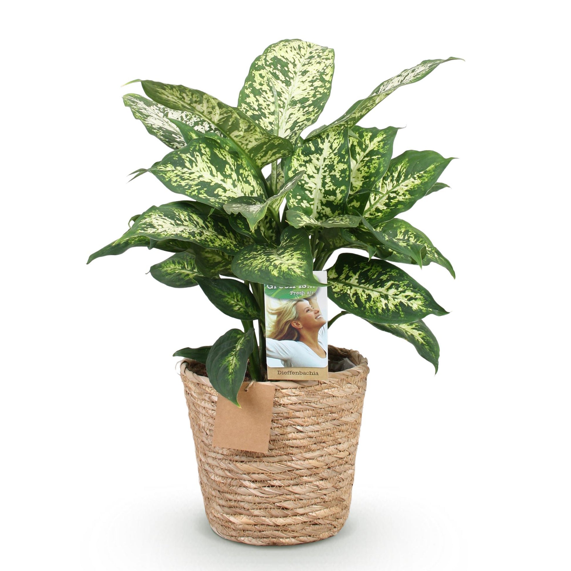 Green boutiQ - Zimmerpflanzen - Diefenbachia Compacta - Dieffenbachia - Wenig Pflege - mit Korb - Bunt - 1 Pflanze - Topf 17cm - Höhe 45-50cm 
