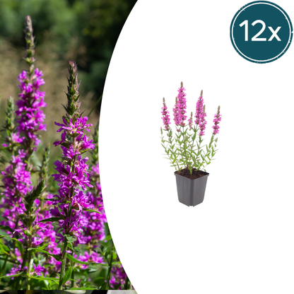 Lythrum salicaria Blutweiderich – 12 Pflanzen – Ø9cm – Höhe 10-25cm – Rosa Purpur Blütenähren – Winterharte Staude – Für Teichrand & Feuchtbeet