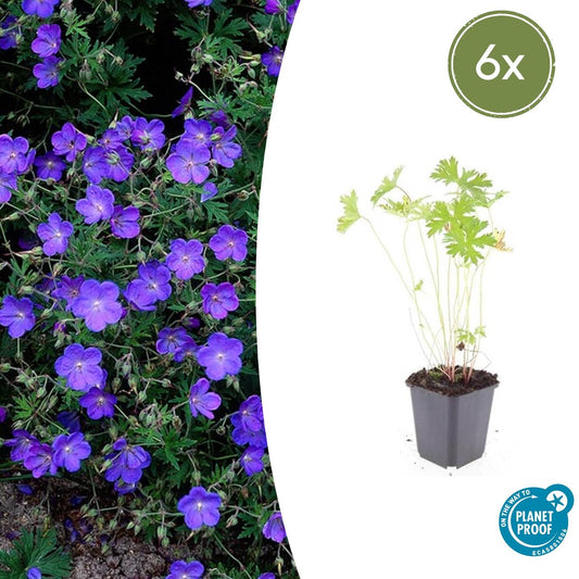 Storchschnabel Geranium 'Johnson's Blue' – ↕10-25cm – Ø9cm – 6 Pflanzen – Winterharte Staude & Bodendecker – Leuchtend blaue Blüten