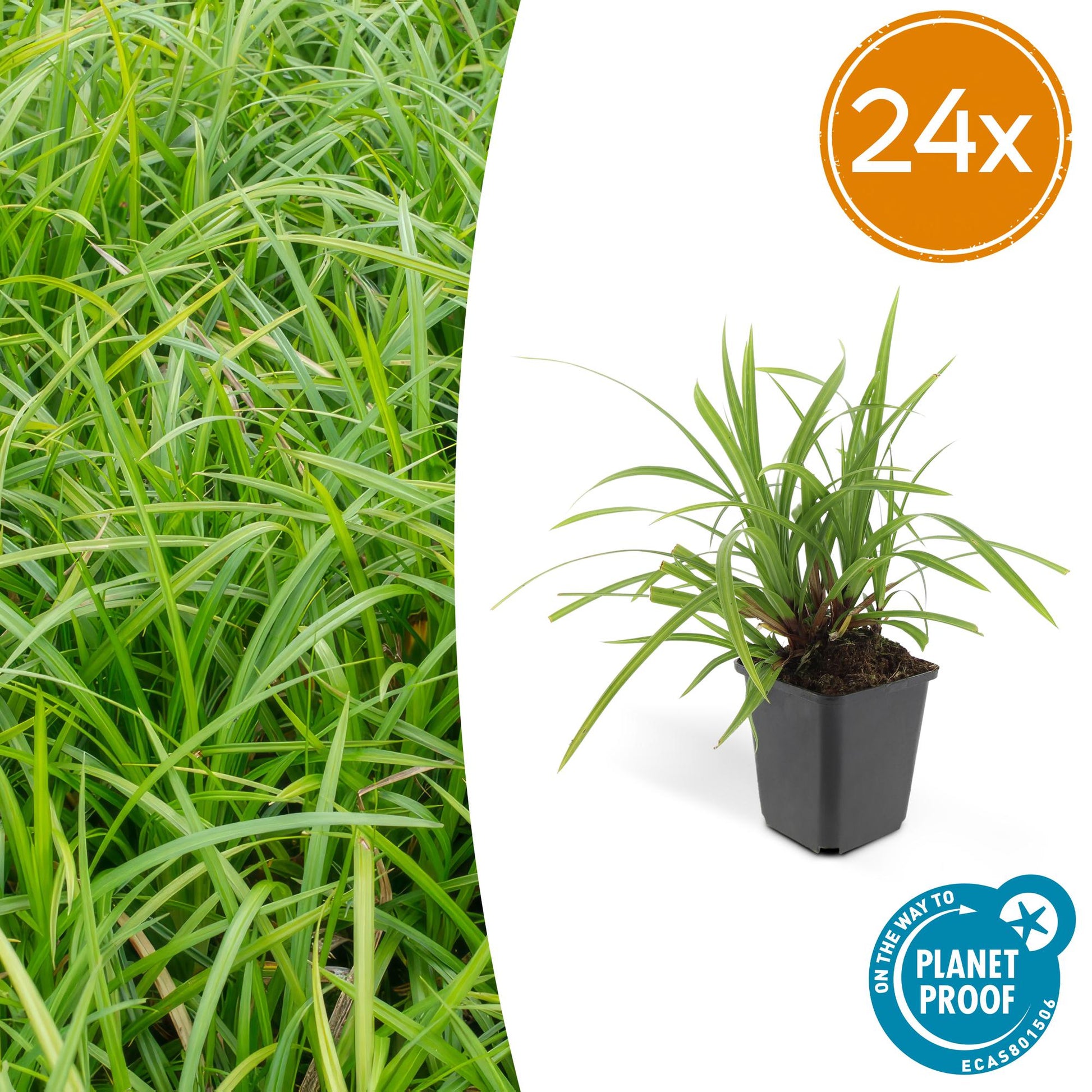Carex morrowii 'Irish Green' – 24 Pflanzen – ↕10-25cm – Ø9cm – Immergrüner Bodendecker – Pflegeleicht & Vielseitig – Schattentauglich 