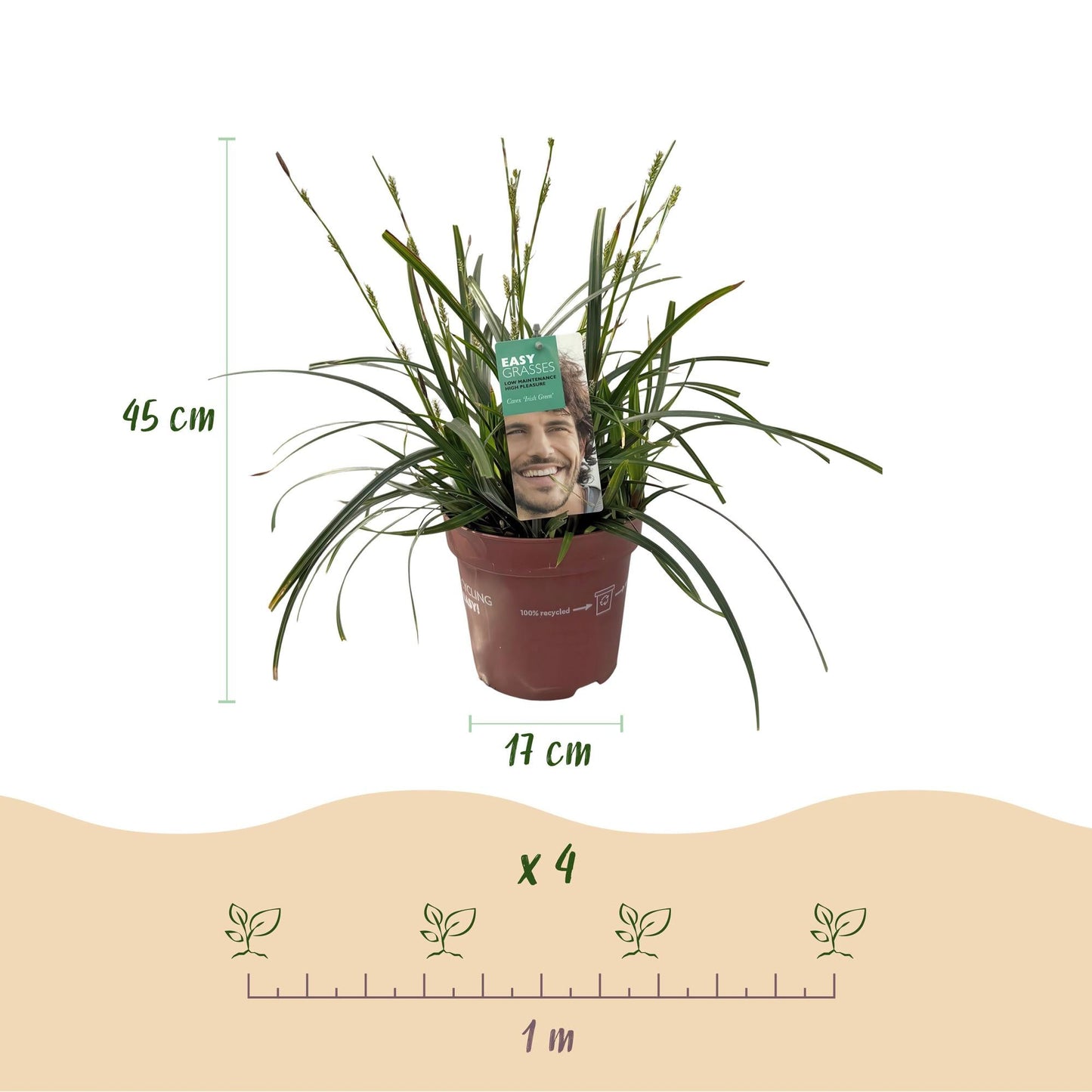 Japansegge – Carex oshimensis Intense Green – Ziergras – 4 Pflanzen – Immergrün – Pflegeleicht – Für Beet & Topf – Ø17 cm – Höhe ca. 50 cm 