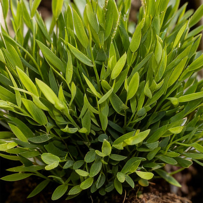 Green boutiQ - Zimmerpflanze - Bamusa Pogonatherum Monica - Bambusgras - Haustierfreundliche Pflanze - Grün - 1 Pflanze - mit Korb - Topf 12cm - Höhe 20cm 