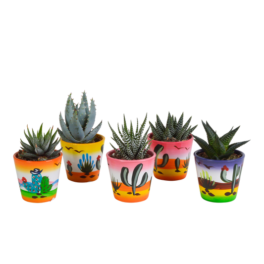 Gasteria/Haworthia-Mischung - 5 Sukkulenten – Ø5,5cm – Handbemalter mexikanischer Topf – Vielfältige Formen & Farben – Hochwertige Qualität vom Erzeuger 
