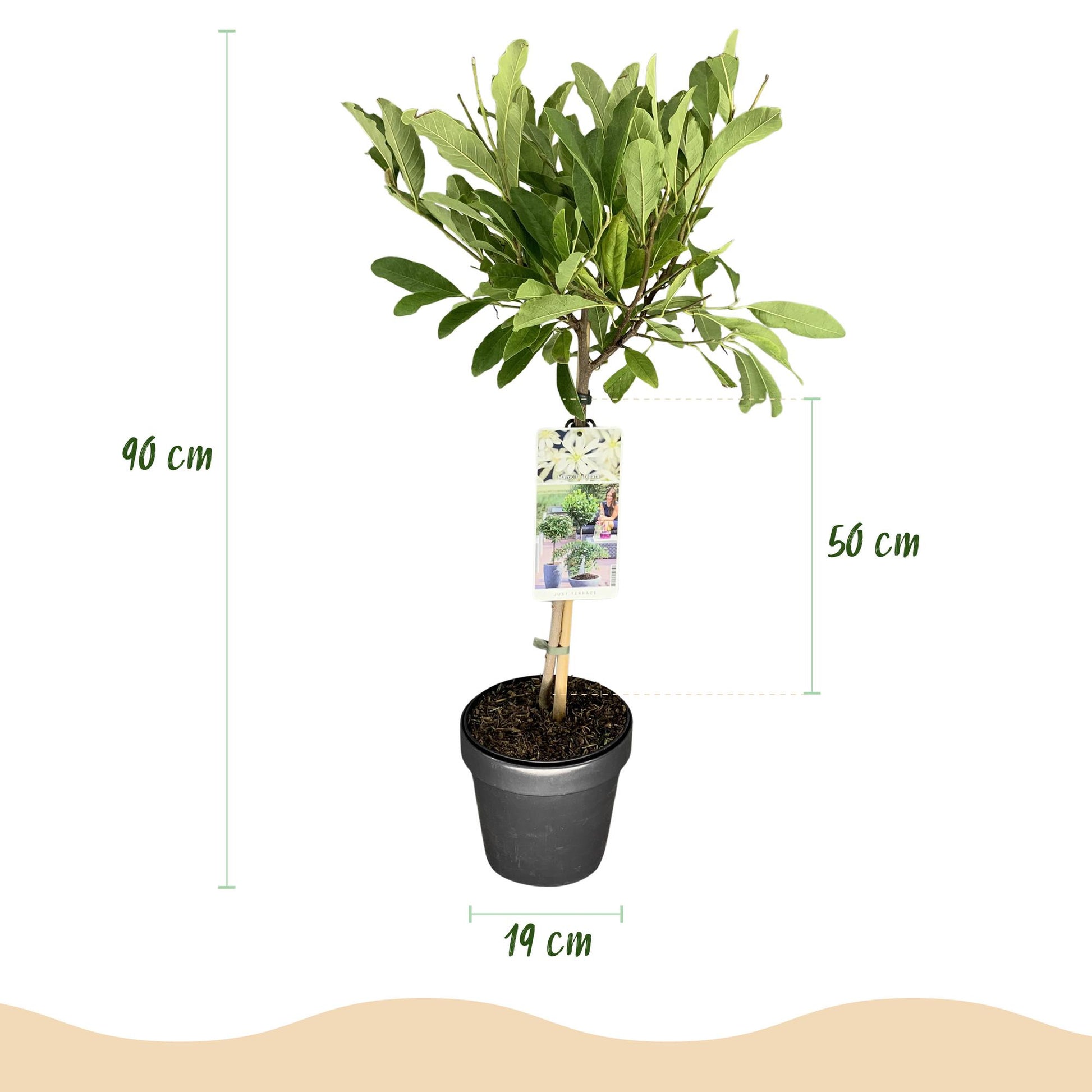 GreenboutiQ - Stamm Pflanze - Magnolia stellata - Terrassenpflanze - Laubabwerfend - Winterhart - Weiße Blüte - Topf 19cm Höhe 90cm 