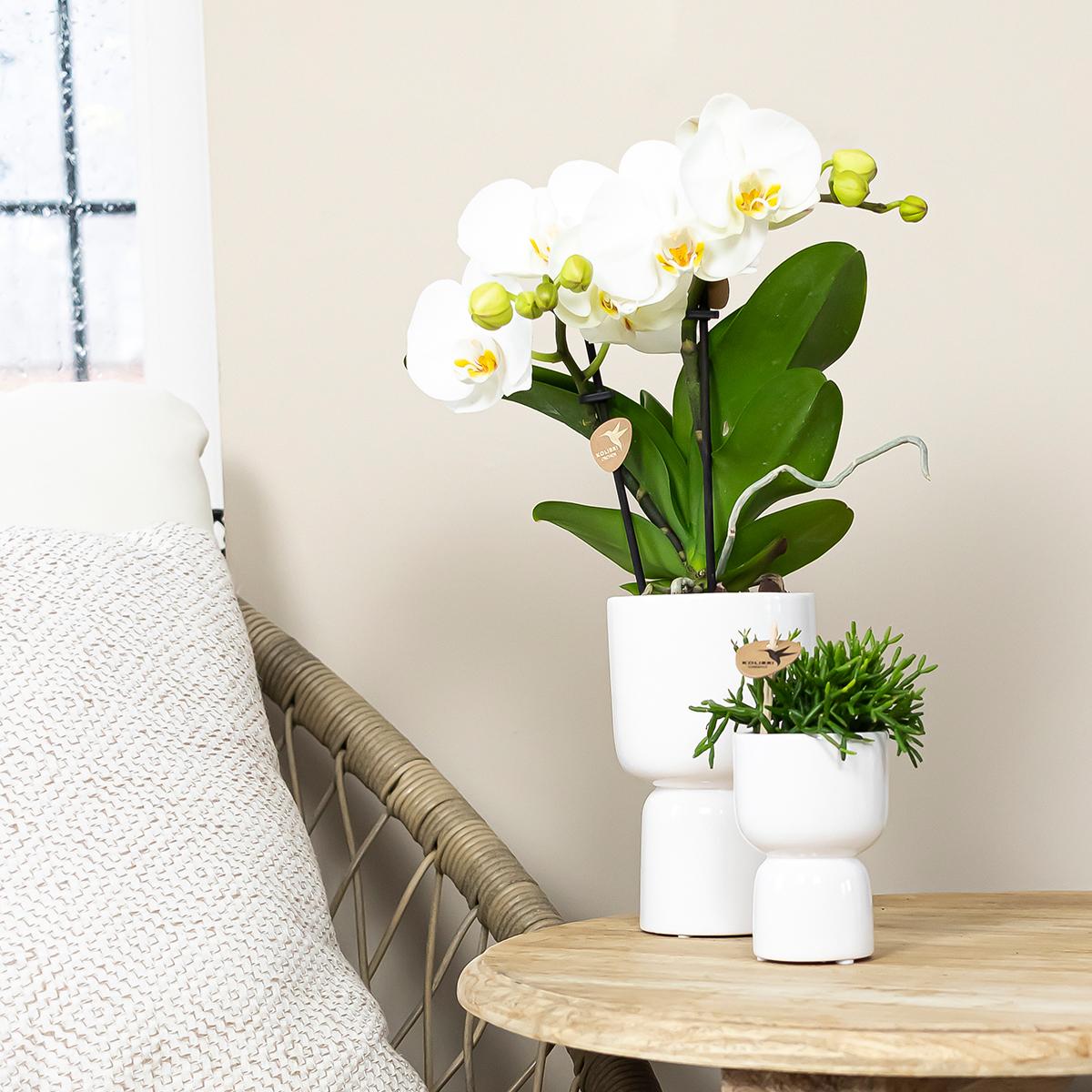 Kolibri Orchids | weiße Phalaenopsis Orchidee Topfgröße Ø9cm | Juwel Grönland - blühende Kampferpflanze - frisch vom Züchter 