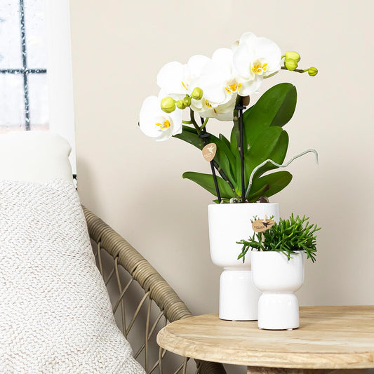 Kolibri Orchids | weiße Phalaenopsis Orchidee Topfgröße Ø9cm | Juwel Grönland - blühende Kampferpflanze - frisch vom Züchter 