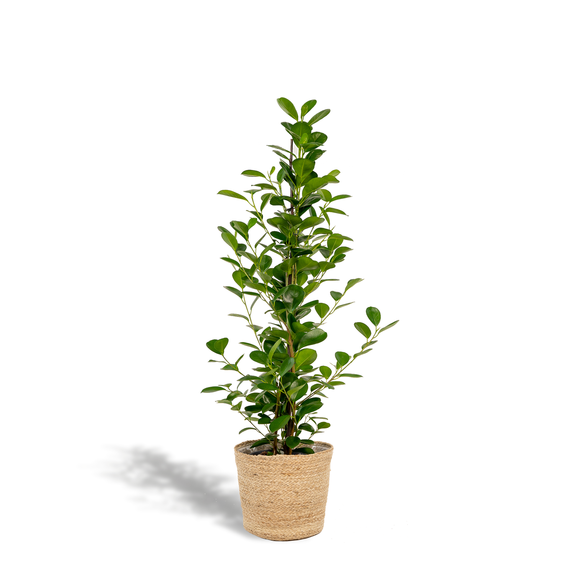 Ficus microcarpa Moclame - Ø21cm - ↕95cm + Korb Selin 