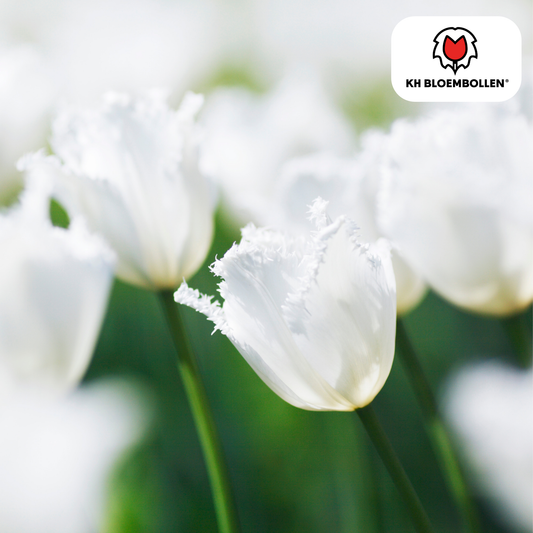 Tulpenzwiebeln Honeymoon – 20 Blumenzwiebeln – Weiße Tulpe mit gezacktem Rand – Elegant & Einzigartig – Für Garten & Topf – Frisch vom Züchter 
