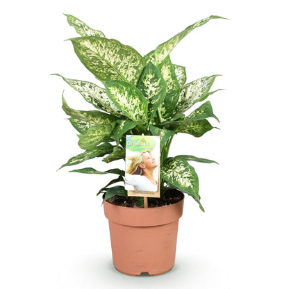 Green boutiQ - Zimmerpflanzen - Diefenbachia Compacta - Dieffenbachia - Wenig Pflege - Bunt - 1 Pflanze - Topf 17cm - Höhe 45-50cm 