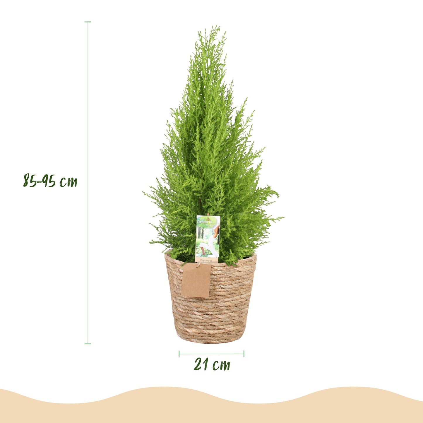 Green boutiQ - Zimmerpflanzen - Cupressus Gold Crest Wilma - Zimmerkonifere - Wenig Pflege - mit Korb - Grün - 1 Pflanze - Topf 21cm - Höhe 85-95cm 
