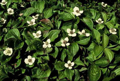 Cornus canadensis – Kanadische Kornelkirsche – 48 Pflanzen – Bodendecker mit weißen Blüten – Ø9cm – ↕10–25cm – Schattenpflanze – Winterhart – Bienenfreundlich 