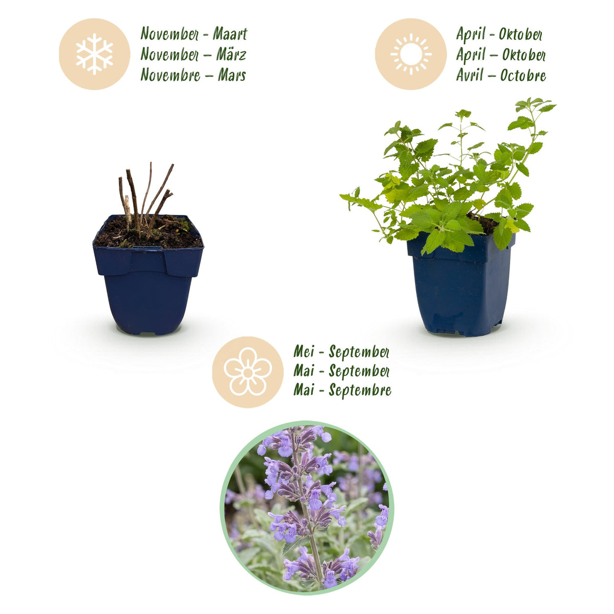 Katzenminze – Nepeta faassenii – Topf Ø11cm – Bienenfreundliche Staude für Garten & Balkon