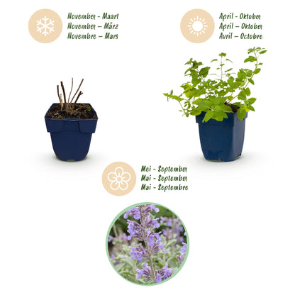 Katzenminze – Nepeta faassenii – Topf Ø11cm – Bienenfreundliche Staude für Garten & Balkon