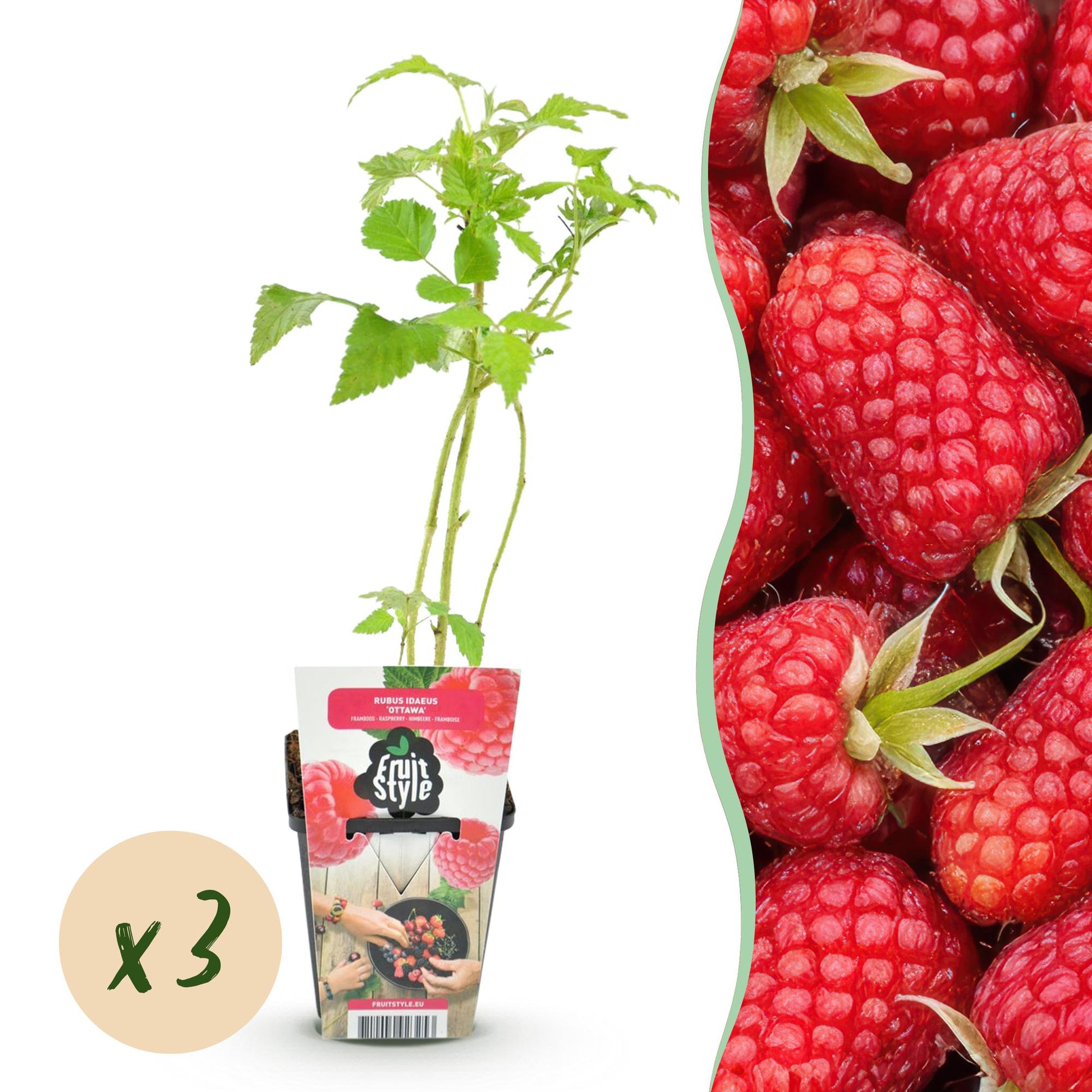 Himbeere Rubus idaeus Heritage winterhart 3 Pflanzen Ø9cm Höhe 30cm – Rote Himbeere für Garten Beet Balkon & Terrasse – Ertragreiche Obstpflanze 