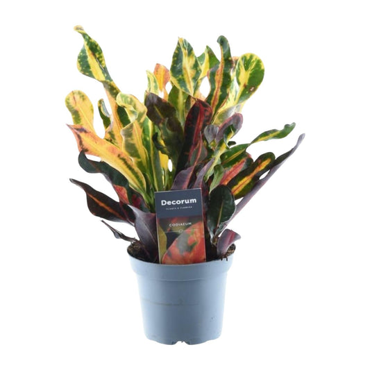 Wunderstrauch – Codiaeum variegatum 'Mammi' – Zimmerpflanze – ca. 30 cm hoch – Topf Ø12 cm – Farbiges Laub – Pflegeleicht 