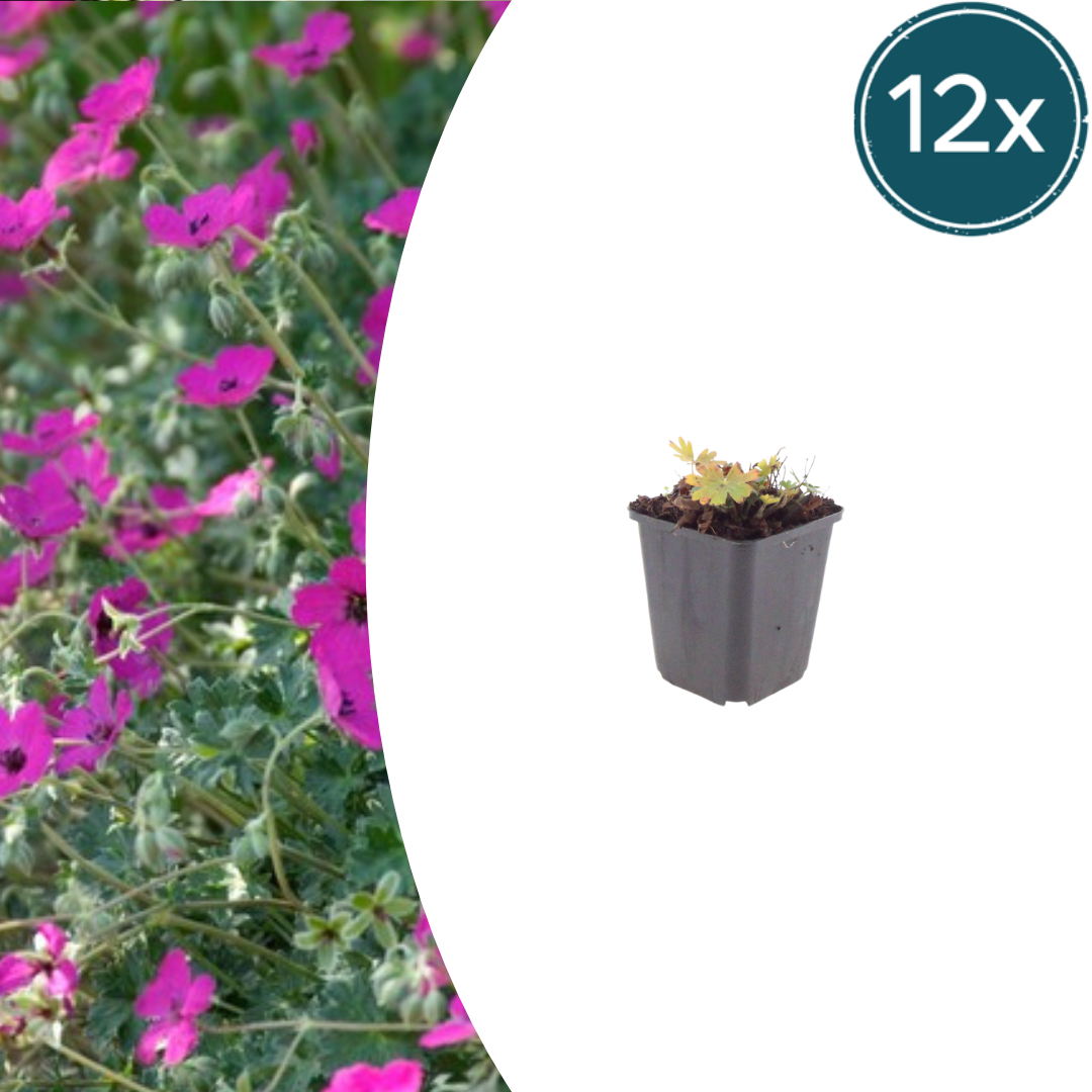 Geranium sanguineum Max Frei – 12 Pflanzen Ø9cm – Höhe10-25cm – Karminrote Blütenstaude für sonnige Beete & Steingarten – Winterhart pflegeleicht – Kompakter Bodendecker