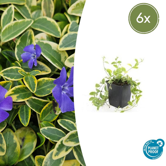 Kleinblättriges Immergrün Vinca minor 'Aureovariegata' – ↕10-25cm – Ø9cm – 6 Pflanzen – Wintergrüner Bodendecker mit goldumrandetem Laub – Violette Blüten – Für Beete & schattige Bereiche – Pflegeleicht & robust
